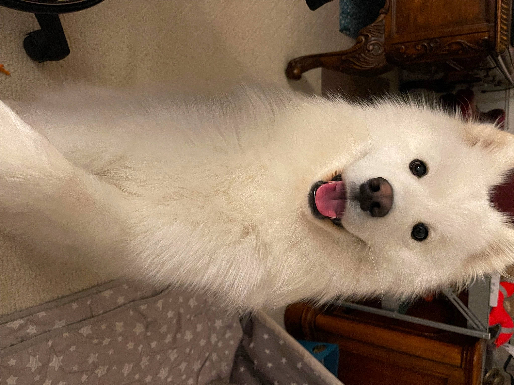 Ollie is registered to the contest to win money with this photo: american_eskimo_dog, carnivore, collar, companion_dog, dog, dog_breed, fawn, foot, fur, german_spitz, japanese_spitz, samoyed, snout, spitz, tail, tire, volpino_italiano, wheel, whiskers, working_animal