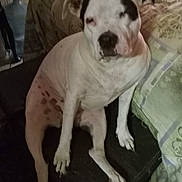 Ruby is registered to the contest to win money with this photo: dog, white_dog, black_spots, pet, sitting, indoor, cushion, fabric, furniture, resting, animal, canine, domestic_animal, companion, paw, snout, ears, quiet, relaxed, household