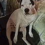 dog, white_dog, black_spots, pet, sitting, indoor, cushion, fabric, furniture, resting, animal, canine, domestic_animal, companion, paw, snout, ears, quiet, relaxed, household