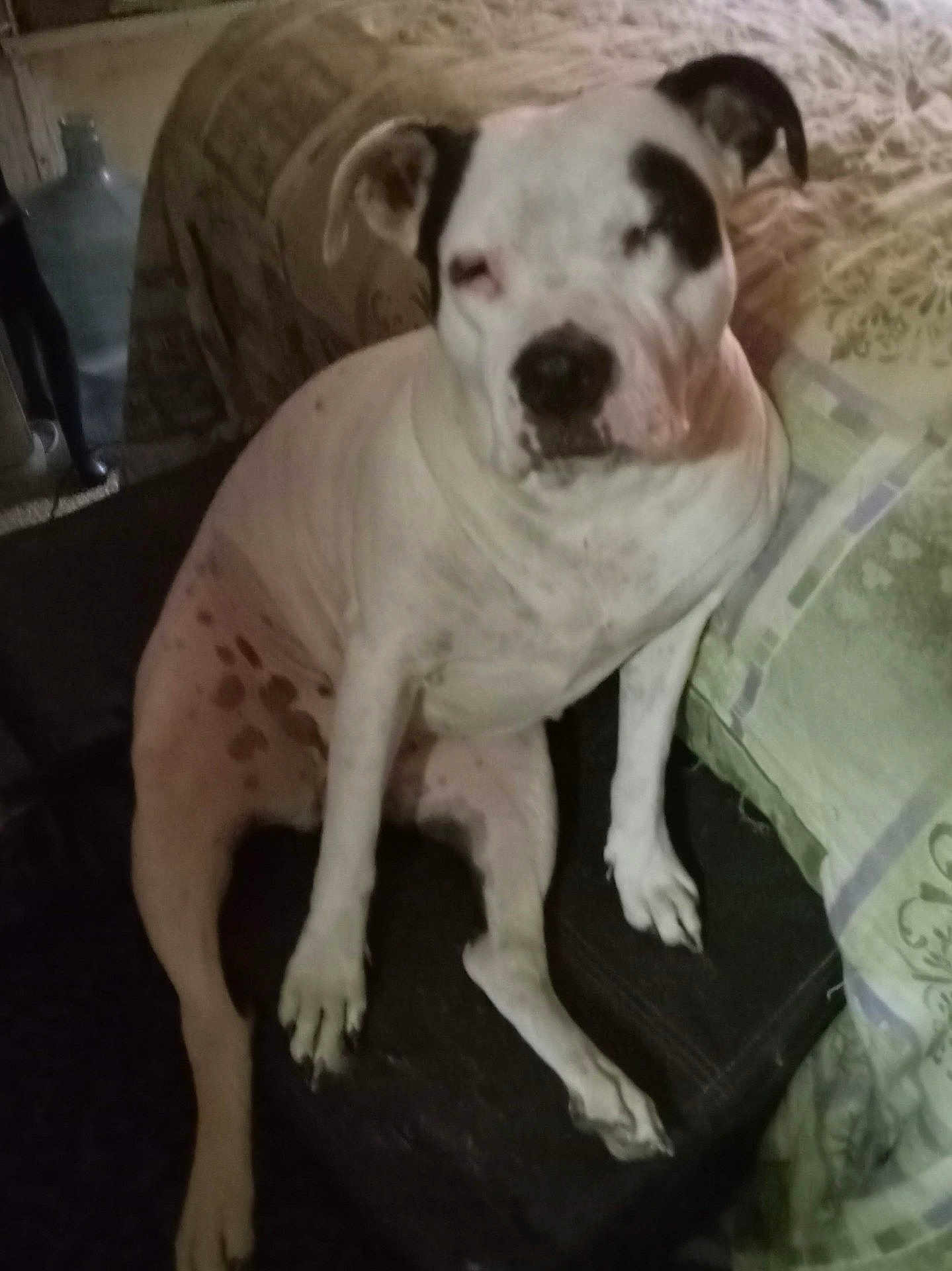 Ruby is registered to the contest to win money with this photo: dog, white_dog, black_spots, pet, sitting, indoor, cushion, fabric, furniture, resting, animal, canine, domestic_animal, companion, paw, snout, ears, quiet, relaxed, household
