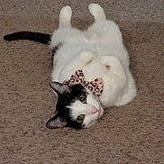 Molly is registered to the contest to win money with this photo: cat, pet, black_and_white, bow, leopard_print, carpet, indoor, lying_on_back, belly_up, paws, tail, ears, whiskers, green_eyes, fur, cute, portrait, cozy, relaxed, playful