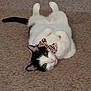 cat, pet, black_and_white, bow, leopard_print, carpet, indoor, lying_on_back, belly_up, paws, tail, ears, whiskers, green_eyes, fur, cute, portrait, cozy, relaxed, playful