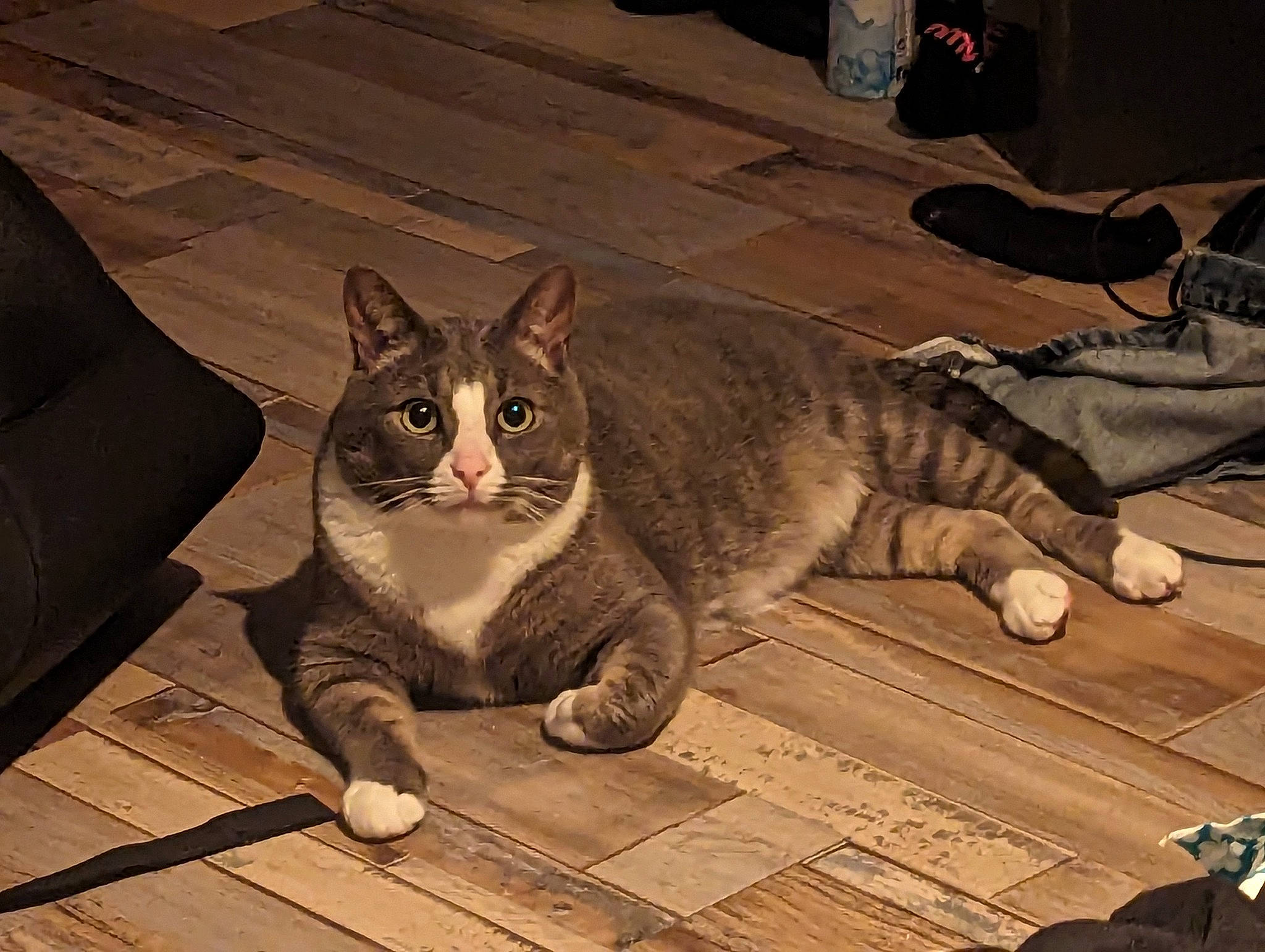 Messi is registered to the contest to win money with this photo: carnivore, cat, comfort, domestic_short_haired_cat, felidae, floor, flooring, fur, grey, hardwood, metal, paw, sitting, small_to_medium_sized_cats, snout, tail, terrestrial_animal, whiskers, wildlife, wood