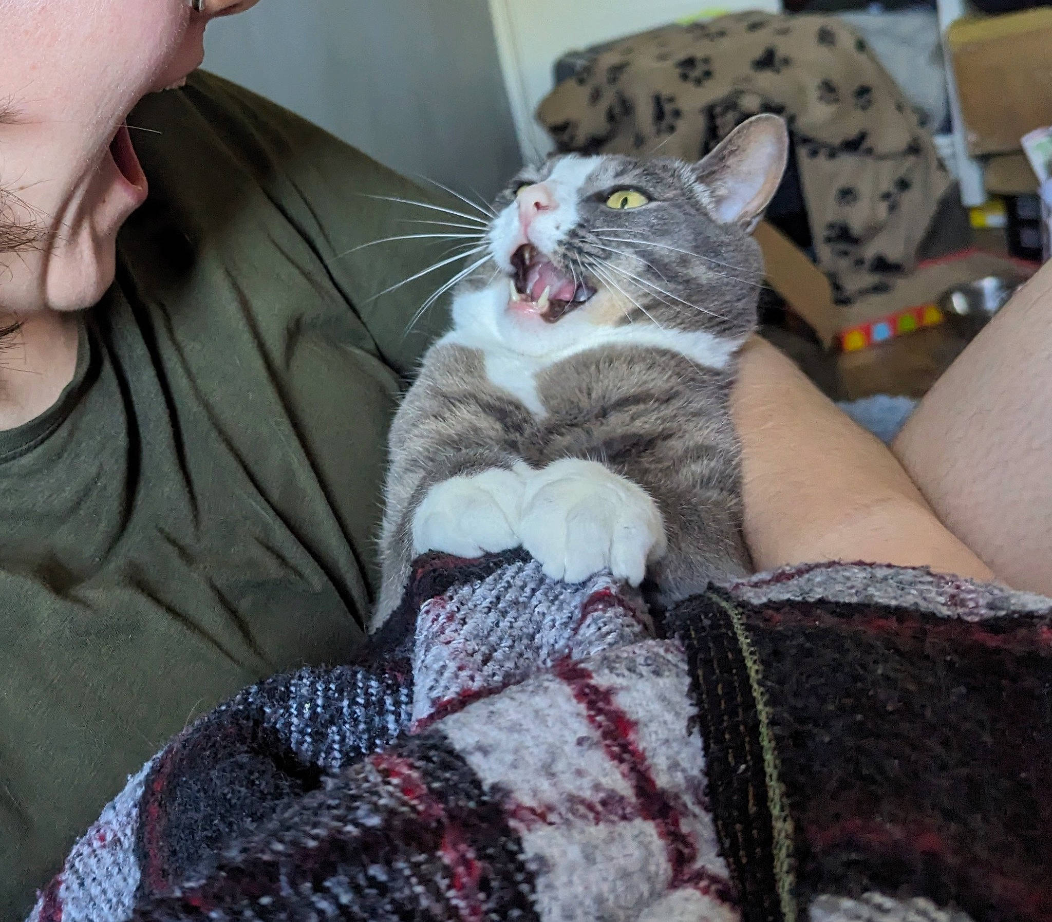 Messi is registered to the contest to win money with this photo: bed, bedding, carnivore, cat, comfort, couch, domestic_short_haired_cat, felidae, fur, human_leg, lap, linens, mammal, nail, pattern, paw, remote_control, sitting, small_to_medium_sized_cats, whiskers