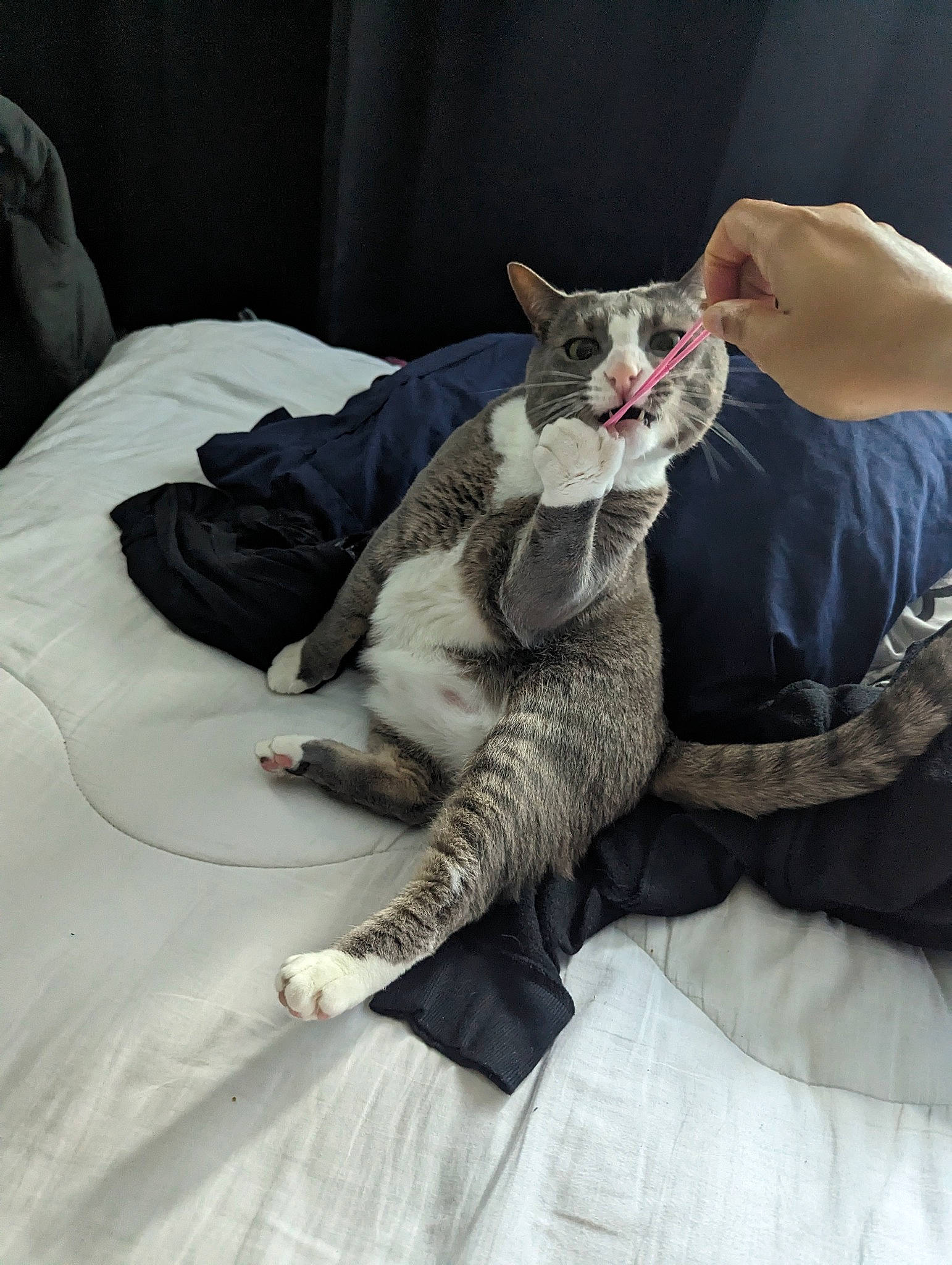 Messi joined the competition — help win amazing prizes! bed, bedding, carnivore, cat, claw, comfort, domestic_short_haired_cat, felidae, fur, gesture, grey, linens, paw, sitting, small_to_medium_sized_cats, tail, textile, whiskers