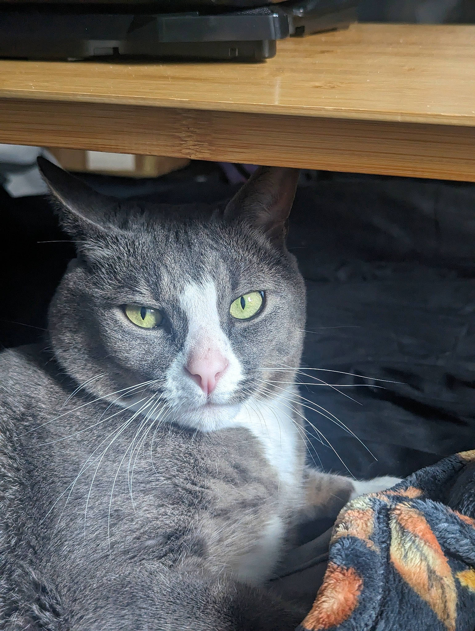 Messi is registered to the contest to win money with this photo: box, carnivore, cat, computer_keyboard, domestic_short_haired_cat, felidae, fur, grey, input_device, office_supplies, paw, peripheral, shelf, small_to_medium_sized_cats, snout, table, tail, whiskers, window, wood