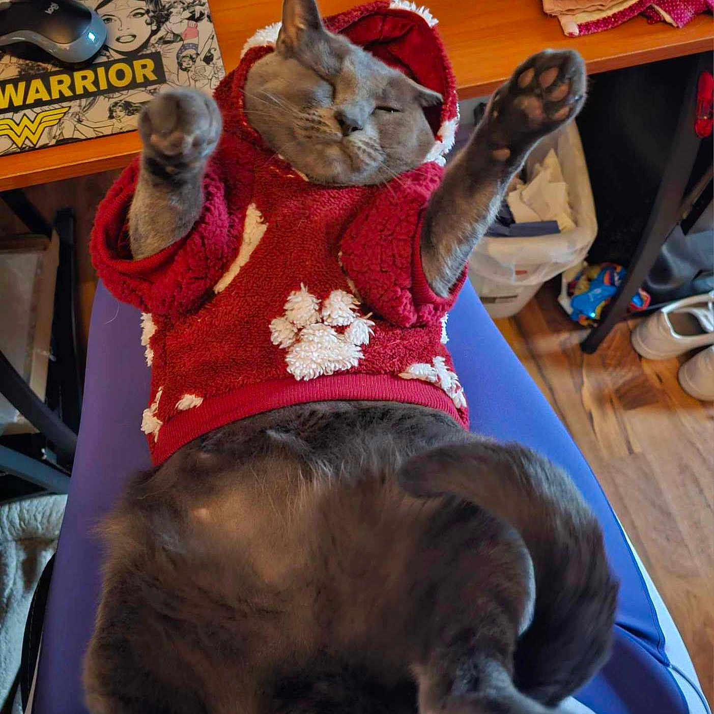 Mey-Rin is registered to the contest to win money with this photo: casual, cat, chair, computer_mouse, cozy, fabric, floor, folded_clothes, gray_cat, hoodie, indoor, lying_down, mouse_pad, paw_print, pet, red_clothing, relaxed, stretching, tail, wooden_desk
