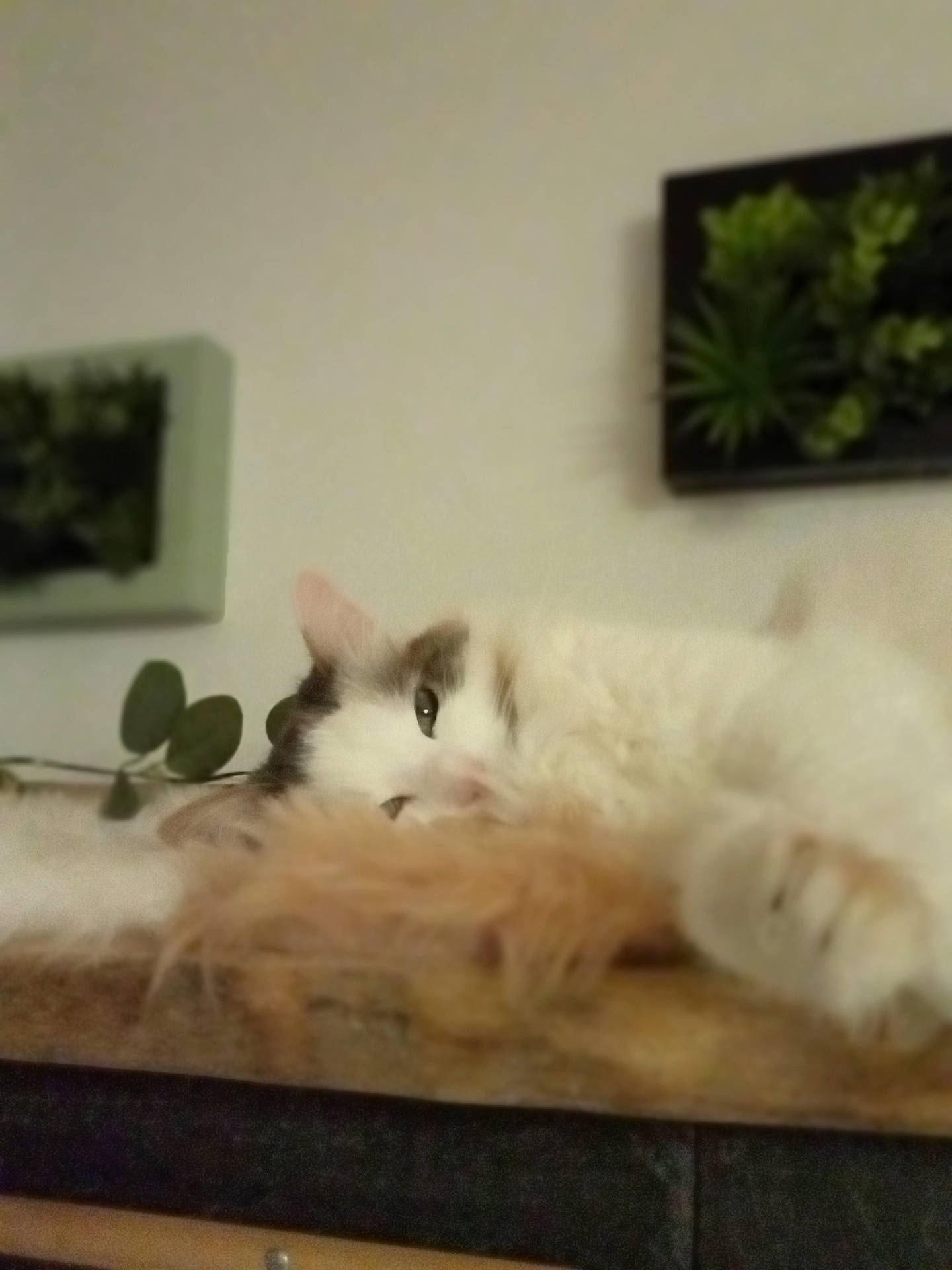 animal, architecture, building, cat, computerhardware, flower, furniture, indoors, interiordesign, jar, kitten, leaf, livingroom, pet, plant, planter, pottedplant, pottery, room, vase