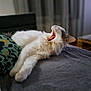 animal, blanket, cat, cozy, cute, domestic_cat, fur, furniture, home, indoor, living_room, mammal, pet, pillow, relaxing, resting, sleepy, soft, white_cat, yawning