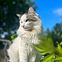 animal, blue_sky, cat, closeup, daylight, ears, feline, fluffy, fur, gray, green_leaves, nature, nose, outdoor, pet, portrait, soft_focus, sunny, whiskers, white