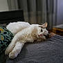 animal, calm, cat, closeup, cozy, cute, domestic_cat, fluffy, furniture, gray_surface, home, indoor, laying_down, pet, pillow, relaxed, resting, sleepy, soft_texture, white_cat