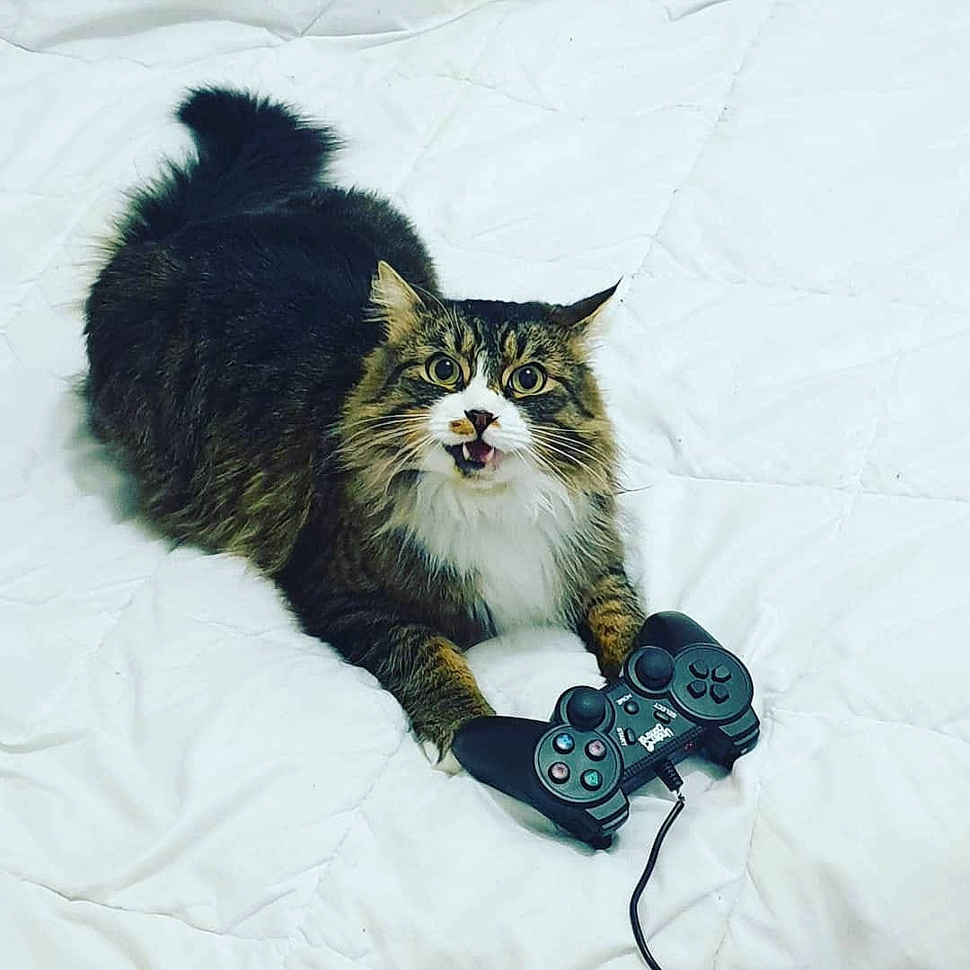 Narnia participe au concours pour gagner de l'argent avec cette photo : carnivore, cat, felidae, fur, linens, paw, pet_supply, remote_control, small_to_medium_sized_cats, snout, tongue, vertebrate, whiskers