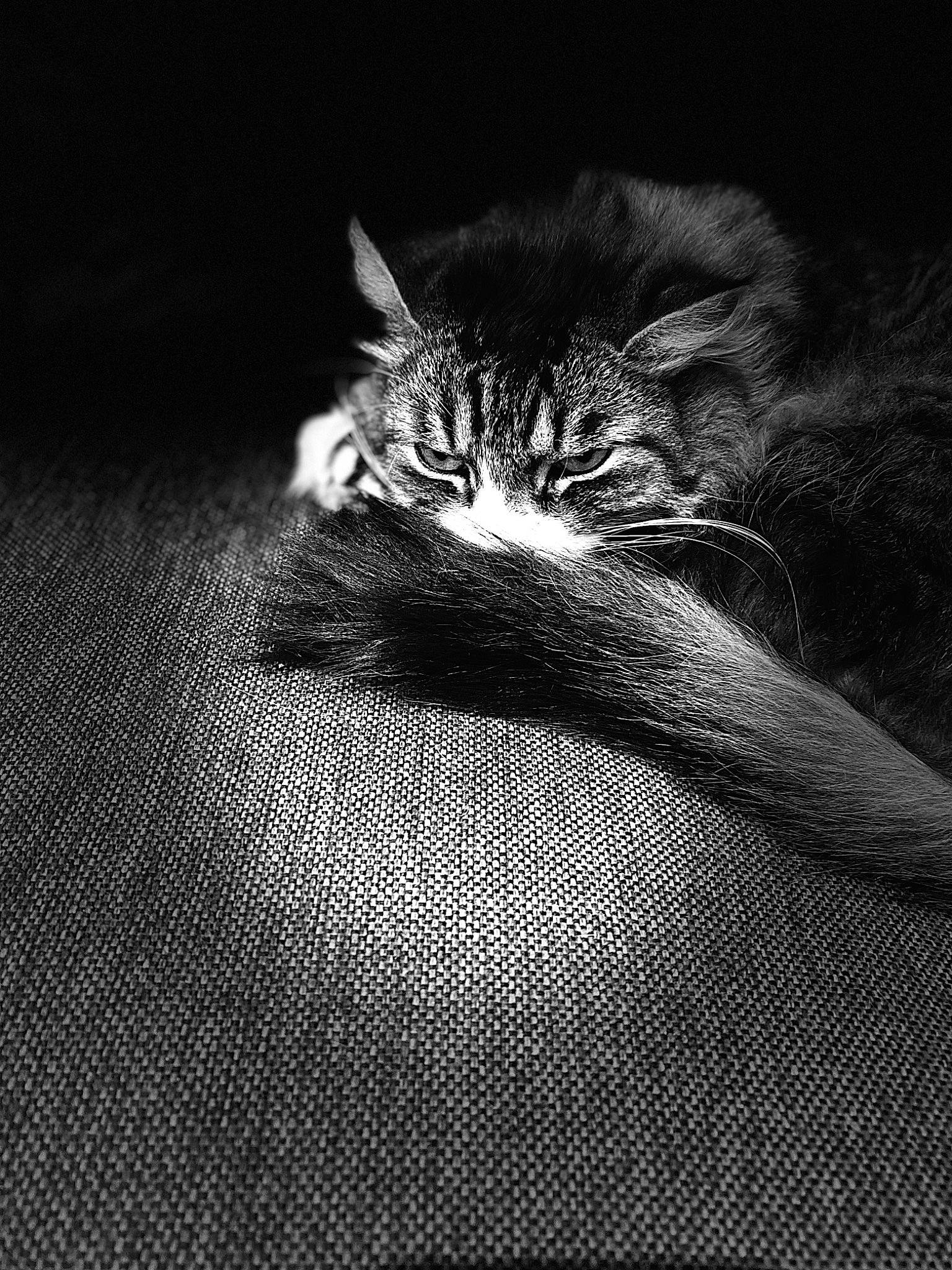 Narnia participe au concours pour gagner de l'argent avec cette photo : black, black_and_white, carnivore, cat, darkness, domestic_short_haired_cat, felidae, fur, monochrome_photography, small_to_medium_sized_cats, tabby_cat, whiskers