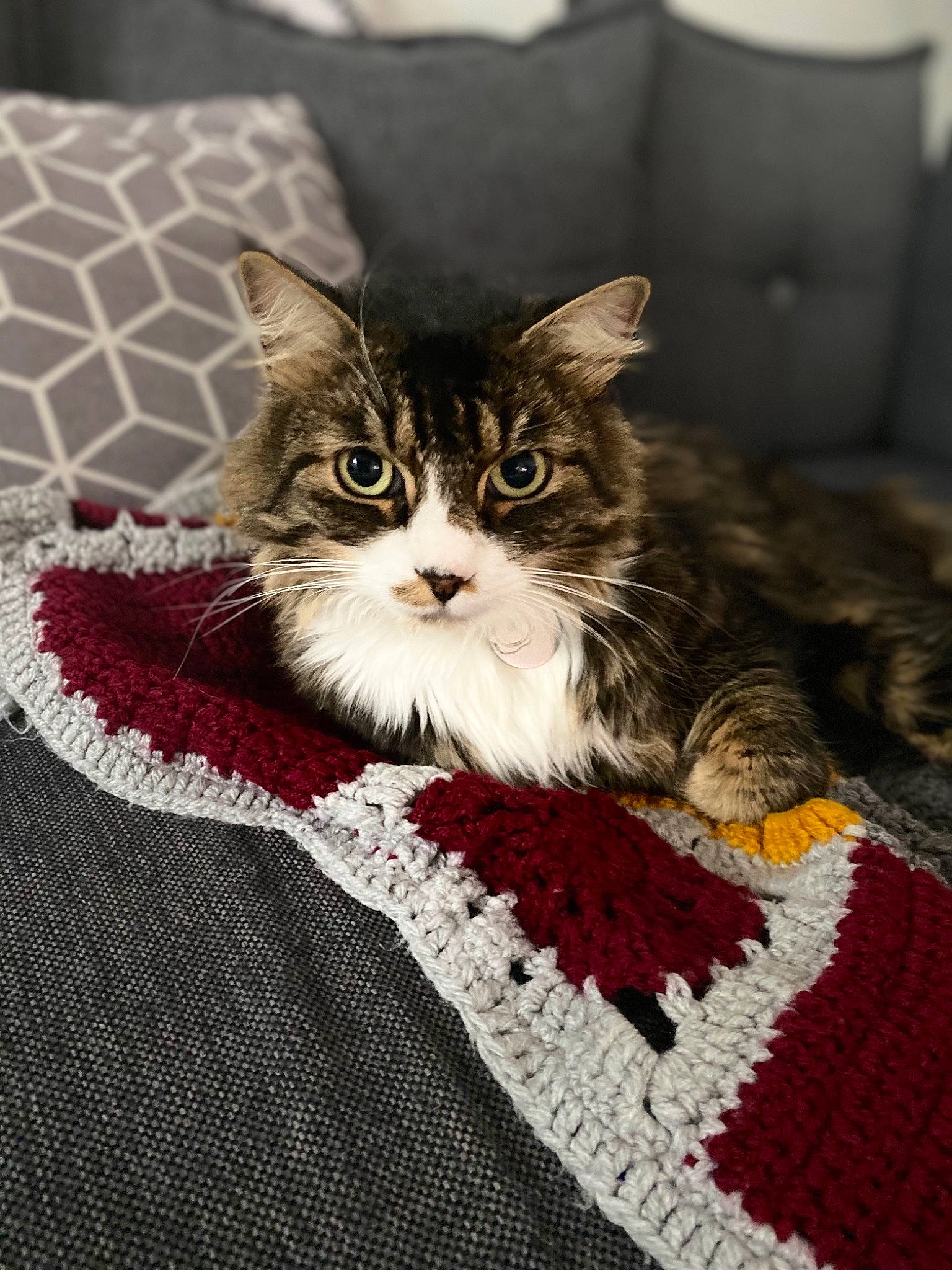 Narnia a rejoint le concours — aidez-le/la à gagner de superbes lots ! carnivore, cat, craft, creative_arts, fawn, felidae, fur, home_accessories, kitten, knitting, linens, small_to_medium_sized_cats, textile, thread, whiskers, wool, woolen, woven_fabric