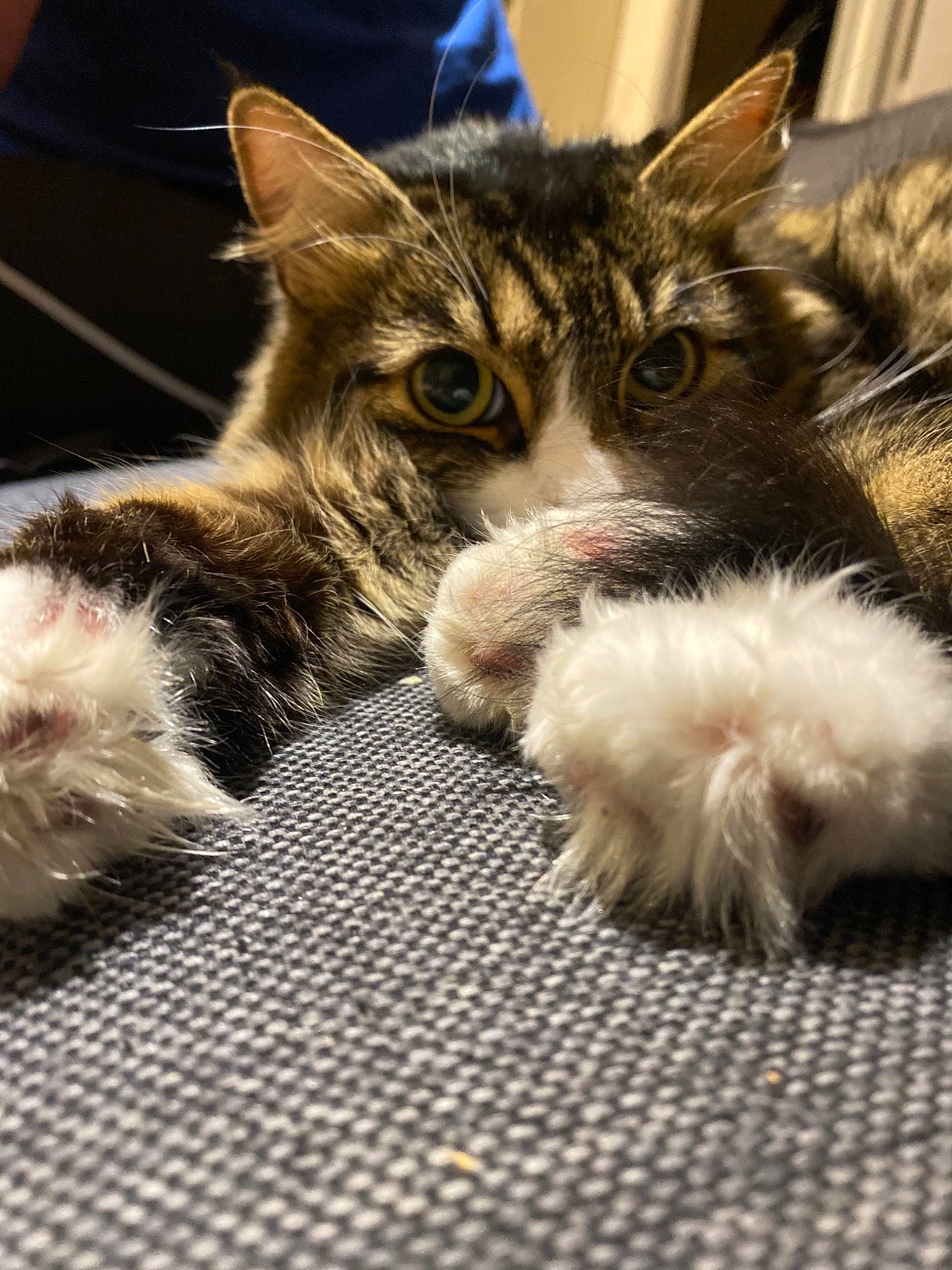 Narnia a rejoint le concours — aidez-le/la à gagner de superbes lots ! carnivore, cat, claw, domestic_short_haired_cat, felidae, fur, kitten, paw, pet_supply, small_to_medium_sized_cats, snout, tabby_cat, toe, vertebrate, whiskers