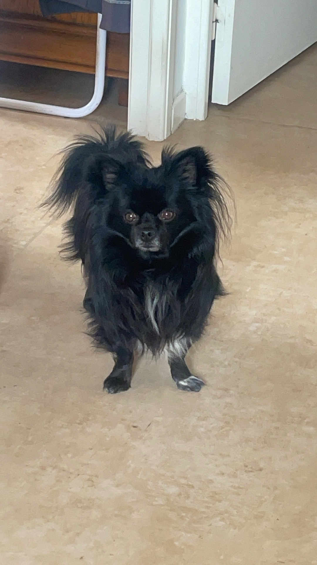 Orian participe au concours pour gagner de l'argent avec cette photo : dog, black_dog, small_dog, long_hair, indoor, floor, curious, pet, animal, standing, ears, tail, white_patch, fur, looking, household, door, furniture, alert, companion