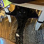 Bruce joined the competition — help win amazing prizes! black_cat, cat, chair, wood_floor, rug, towel, paper, indoor, pet, animal, furniture, flooring, shadow, green_eyes, cozy, domestic, curious, hiding, striped_rug, wooden_chair