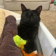 Bruce joined the competition — help win amazing prizes! black_cat, cat, toy, towels, indoor, carpet, couch, pet, feline, fur, whiskers, ears, playful, cozy, domestic_animal, soft, curious, animal, resting, household