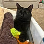 black_cat, cat, toy, towels, indoor, carpet, couch, pet, feline, fur, whiskers, ears, playful, cozy, domestic_animal, soft, curious, animal, resting, household