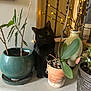 Bruce is registered to the contest to win money with this photo: black_cat, cat, plant, potted_plant, green_plant, terracotta_pot, ceramic_pot, fairy_lights, indoor, cozy, decor, leaf, branch, pet, animal, feline, window_sill, quiet, still_life, home