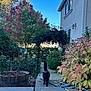black_cat, cat, animal, outdoor, garden, plants, greenery, bushes, leaves, sidewalk, pathway, hose, house, window, tree, blue_sky, daylight, nature, walkway, suburban