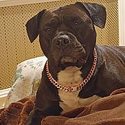 Pietra participe au concours pour gagner de l'argent avec cette photo : accessories, animal, blanket, boxer, bread, bulldog, canine, collar, couch, dog, food, frenchbulldog, furniture, jewelry, necklace, pet, pitbull, puppy, quilt, snout