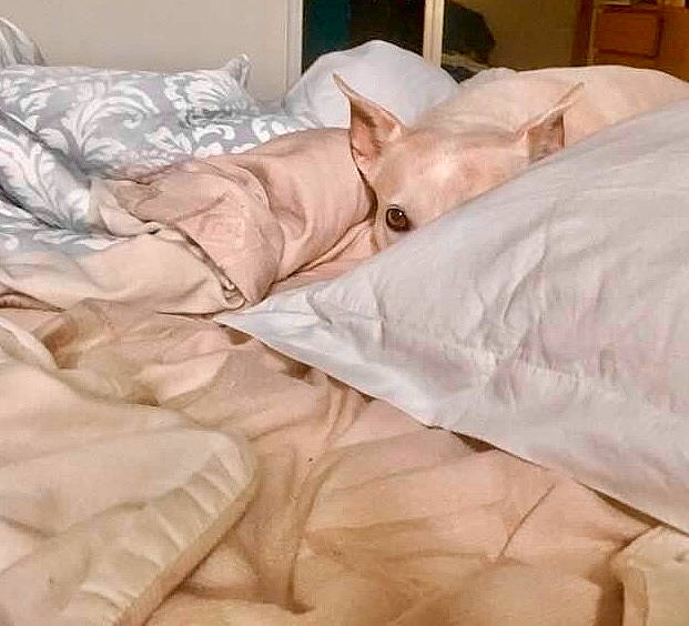 Chelsea joined the competition — help win amazing prizes! bed, bed_frame, bed_sheet, bedding, carnivore, comfort, companion_dog, dog, duvet, fawn, felidae, flooring, furniture, hardwood, linens, nap, pillow, room, white, wood