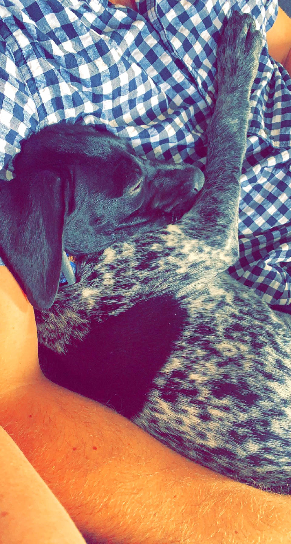 Lilly joined the competition — help win amazing prizes! carnivore, chair, comfort, companion_dog, dog, dog_breed, dog_supply, electric_blue, fawn, fur, guard_dog, human_leg, pattern, purple, sitting, sporting_group, terrestrial_animal, tints_and_shades, working_animal, woven_fabric