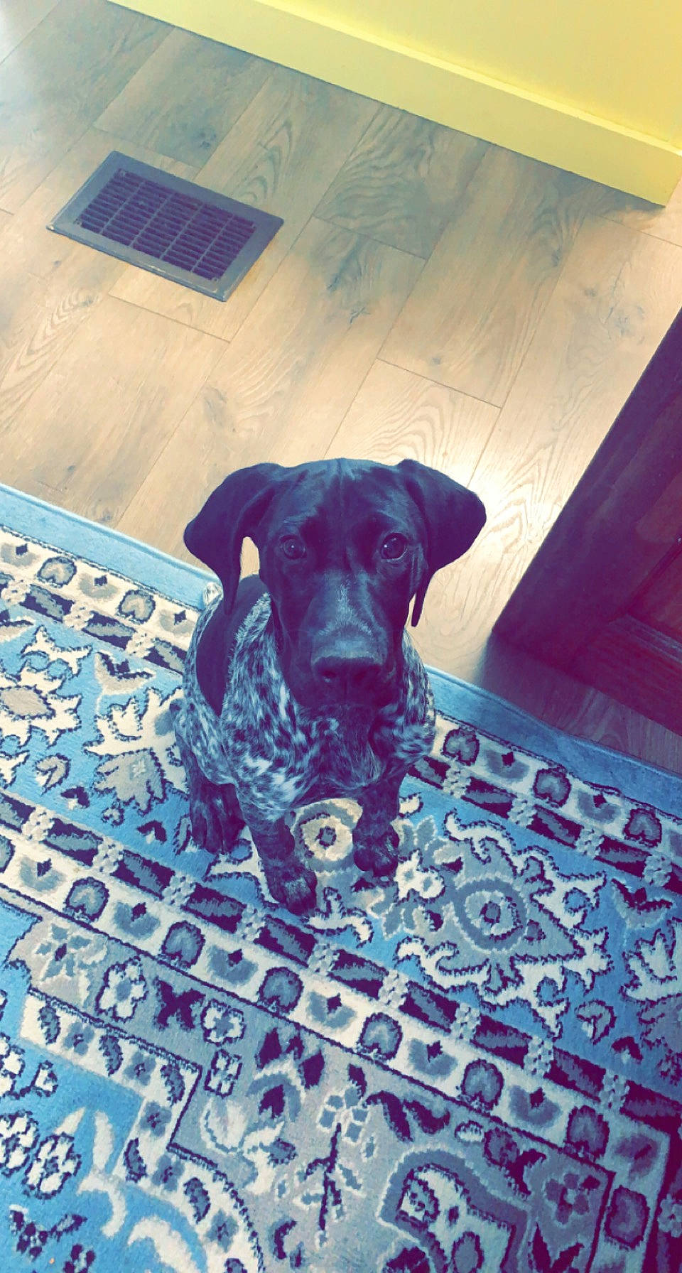 Lilly is registered to the contest to win money with this photo: blue, borador, carnivore, companion_dog, dog, dog_breed, dog_collar, dog_supply, electric_blue, fawn, floor, flooring, gun_dog, liver, pet_supply, plant, snout, tail, wood, working_animal