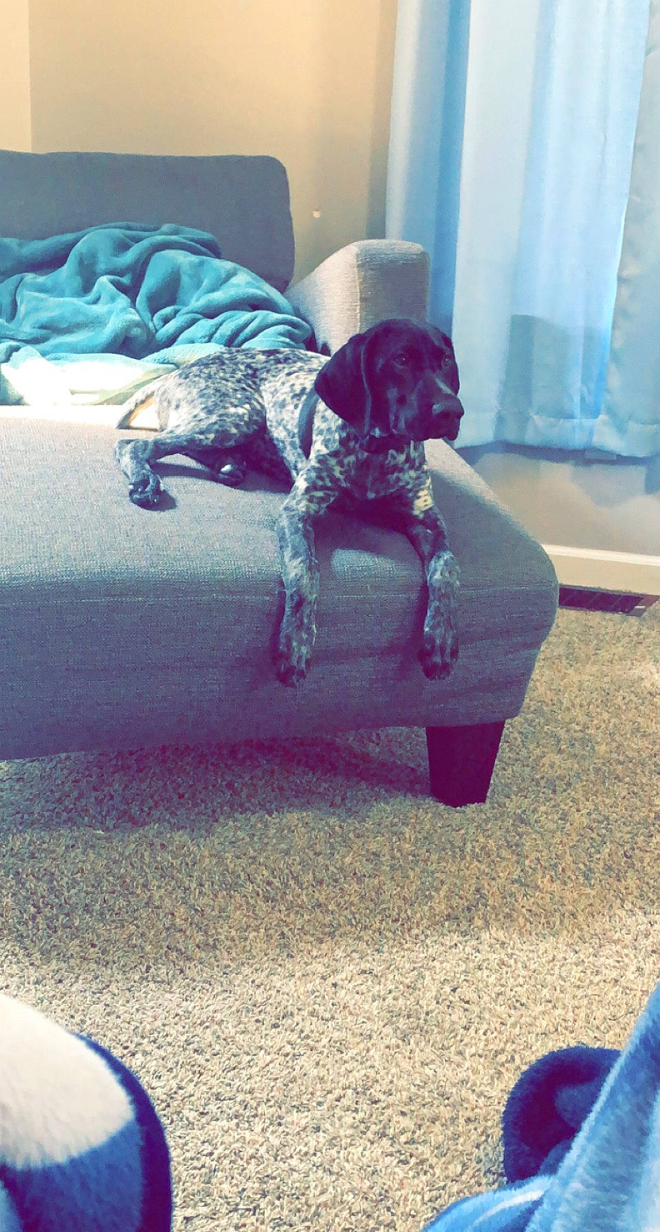 Lilly is registered to the contest to win money with this photo: black, blue, carnivore, comfort, companion_dog, curtain, dog, dog_breed, fawn, floor, flooring, grey, hardwood, magenta, photograph, purple, room, snapshot, sporting_group, tints_and_shades