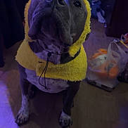 Kitty is registered to the contest to win money with this photo: dog, costume, yellow, indoor, floor, pet, animal, clothing, puppy, cute, furry, looking_up, domestic, mammal, canine, portrait, seated, expression, room, lighting