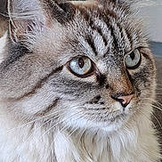 Noisette participe au concours pour gagner de l'argent avec cette photo : cat, close_up, fluffy, blue_eyes, indoor, pet, feline, whiskers, fur, portrait, animal, cute, domestic_cat, looking_away, soft_light, ears, face, muzzle, texture, detail
