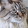 cat, close_up, fluffy, blue_eyes, indoor, pet, feline, whiskers, fur, portrait, animal, cute, domestic_cat, looking_away, soft_light, ears, face, muzzle, texture, detail