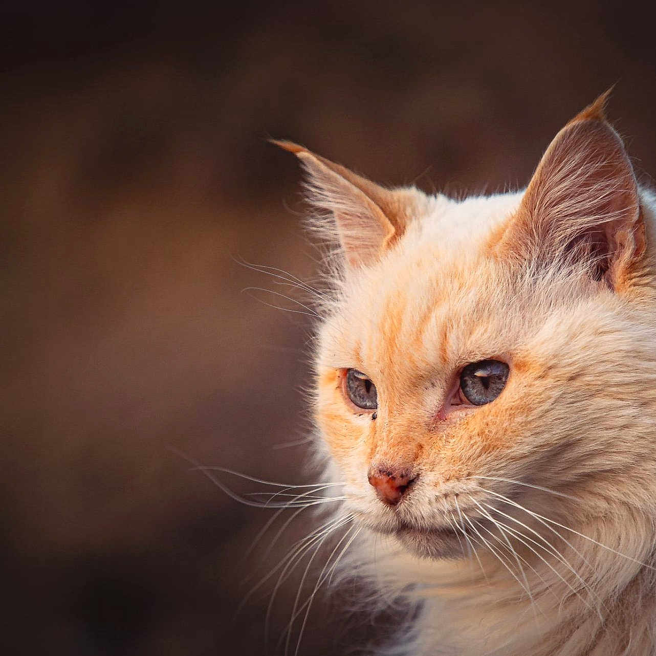 Velours participe au concours pour gagner de l'argent avec cette photo : cat, animal, fluffy, close_up, portrait, blue_eyes, whiskers, ears, fur, face, mammal, pet, feline, cute, soft, domestic_cat, outdoor, natural_light, serene, focused