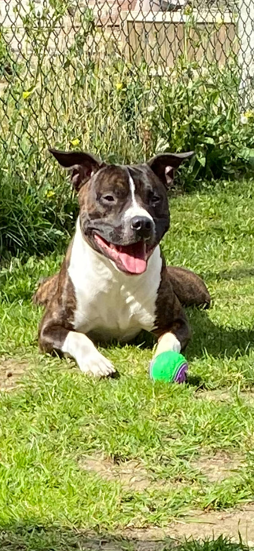 Kobie joined the competition — help win amazing prizes! canidae, carnivore, collar, companion_dog, dog, dog_breed, dog_collar, dog_supply, grass, grassland, groundcover, lawn, non_sporting_group, plant, snout, sporting_group, tail, terrestrial_animal, working_animal, working_dog