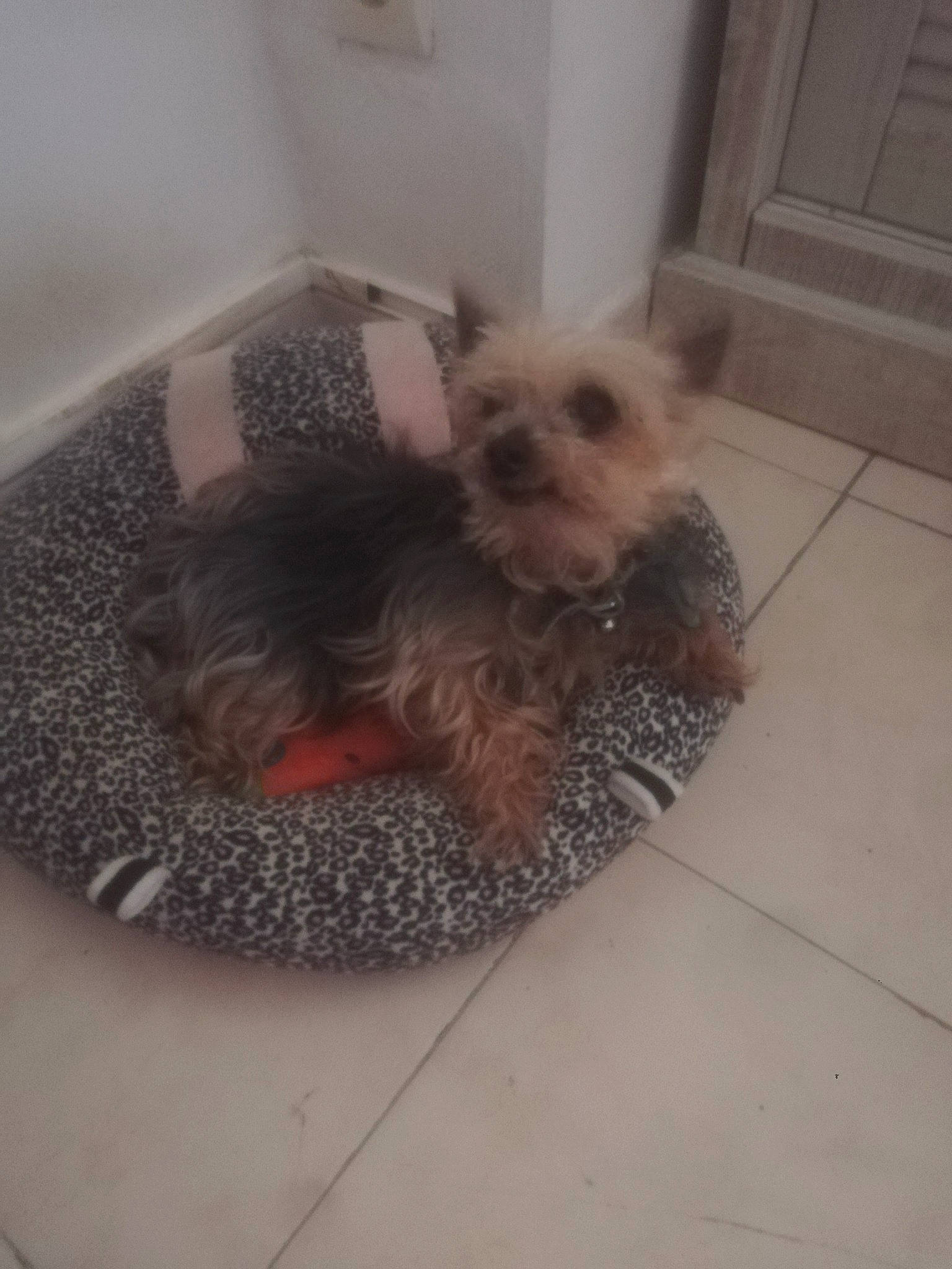 Lady participe au concours pour gagner de l'argent avec cette photo : canidae, carnivore, comfort, companion_dog, dog, dog_bed, dog_breed, dog_clothes, dog_supply, fawn, flooring, fur, liver, pet_supply, small_terrier, snout, sporting_group, terrier, toy_dog, working_animal