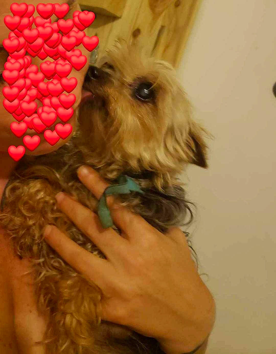 Lady participe au concours pour gagner de l'argent avec cette photo : blond, canidae, carnivore, companion_dog, dog, dog_breed, dog_supply, fawn, fur, liver, nail, pattern, pet_supply, puppy_love, small_terrier, snout, sporting_group, terrier, toy_dog, working_animal