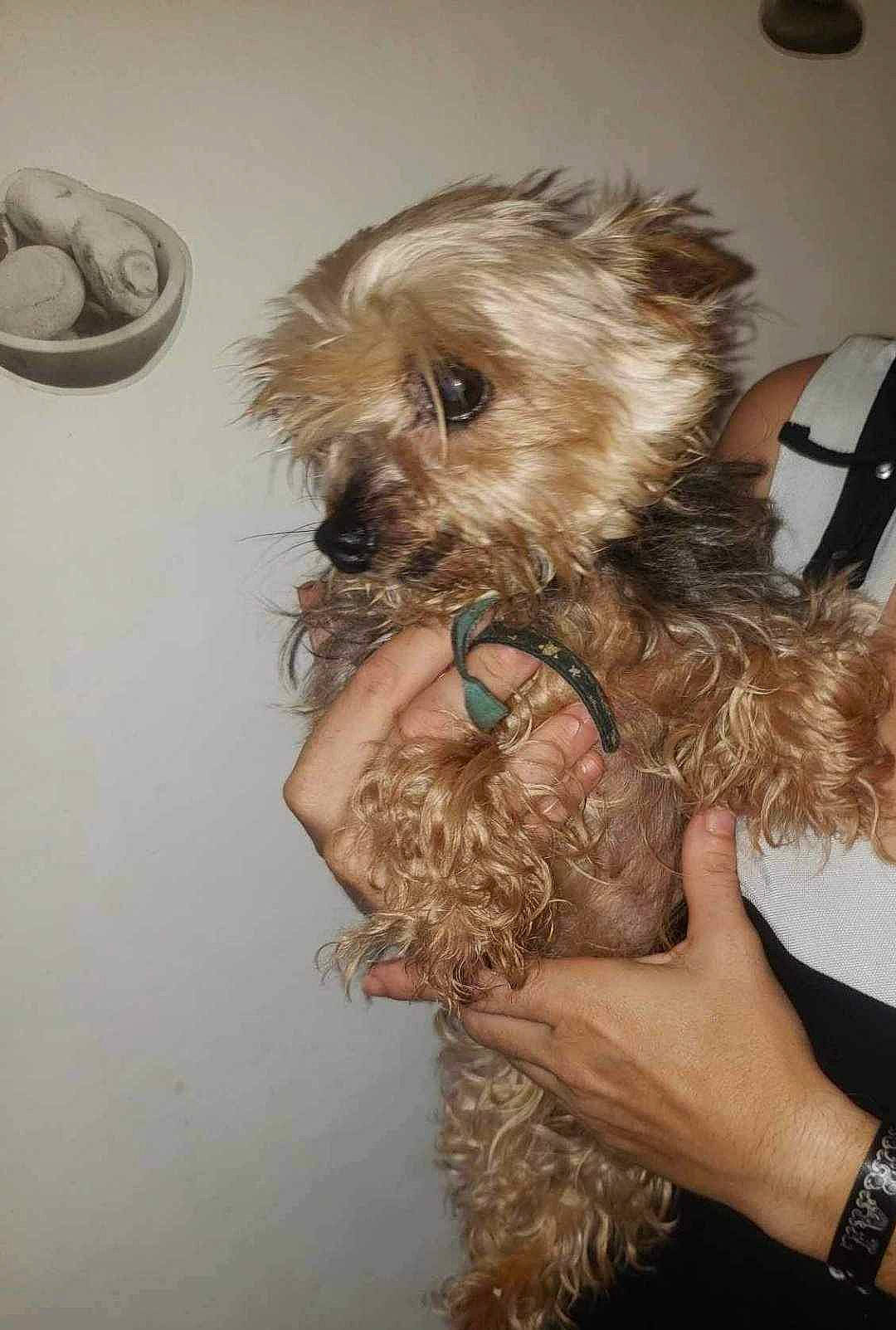 Lady a rejoint le concours — aidez-le/la à gagner de superbes lots ! carnivore, companion_dog, dog, dog_breed, dog_supply, fur, labradoodle, liver, pet_supply, poodle_crossbreed, puppy_love, shih_poo, small_terrier, sporting_group, terrier, toy_dog, watch, water_dog, working_animal, yorkipoo