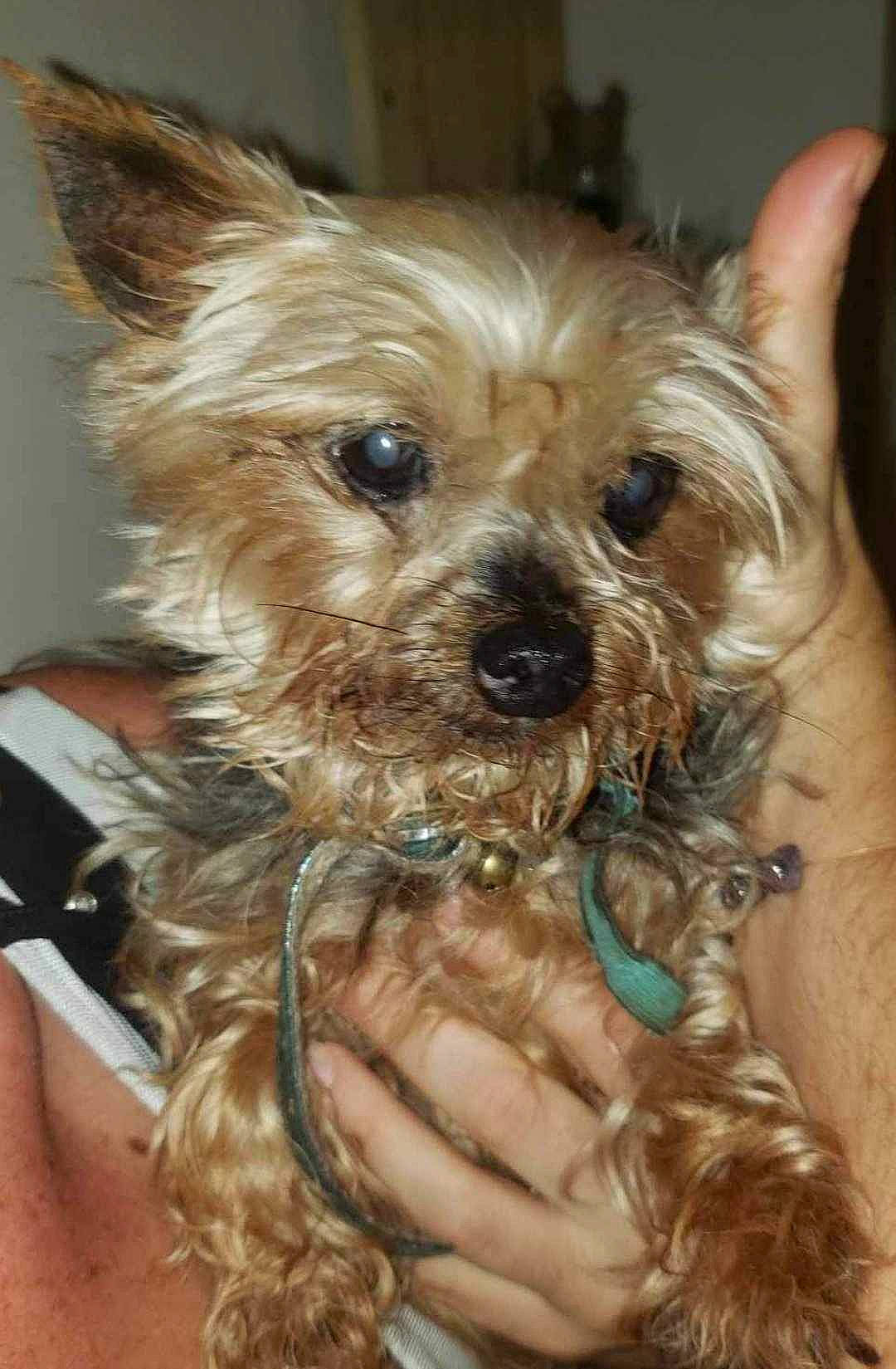 Lady participe au concours pour gagner de l'argent avec cette photo : biewer_terrier, biting, blond, canidae, carnivore, companion_dog, dog, dog_breed, dog_supply, ear, fashion_accessory, fawn, fur, liver, snout, sporting_group, toy_dog, working_animal, yorkipoo, yorkshire_terrier