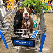 Draco is registered to the contest to win money with this photo: animal, bag, box, brown_dog, collar, cute, dog, floor, indoor, leash, pet, pet_supplies, plant, puppy, retail, shelf, shopping_cart, store, walmart, white_dog