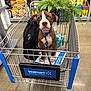 animal, bag, box, brown_dog, collar, cute, dog, floor, indoor, leash, pet, pet_supplies, plant, puppy, retail, shelf, shopping_cart, store, walmart, white_dog