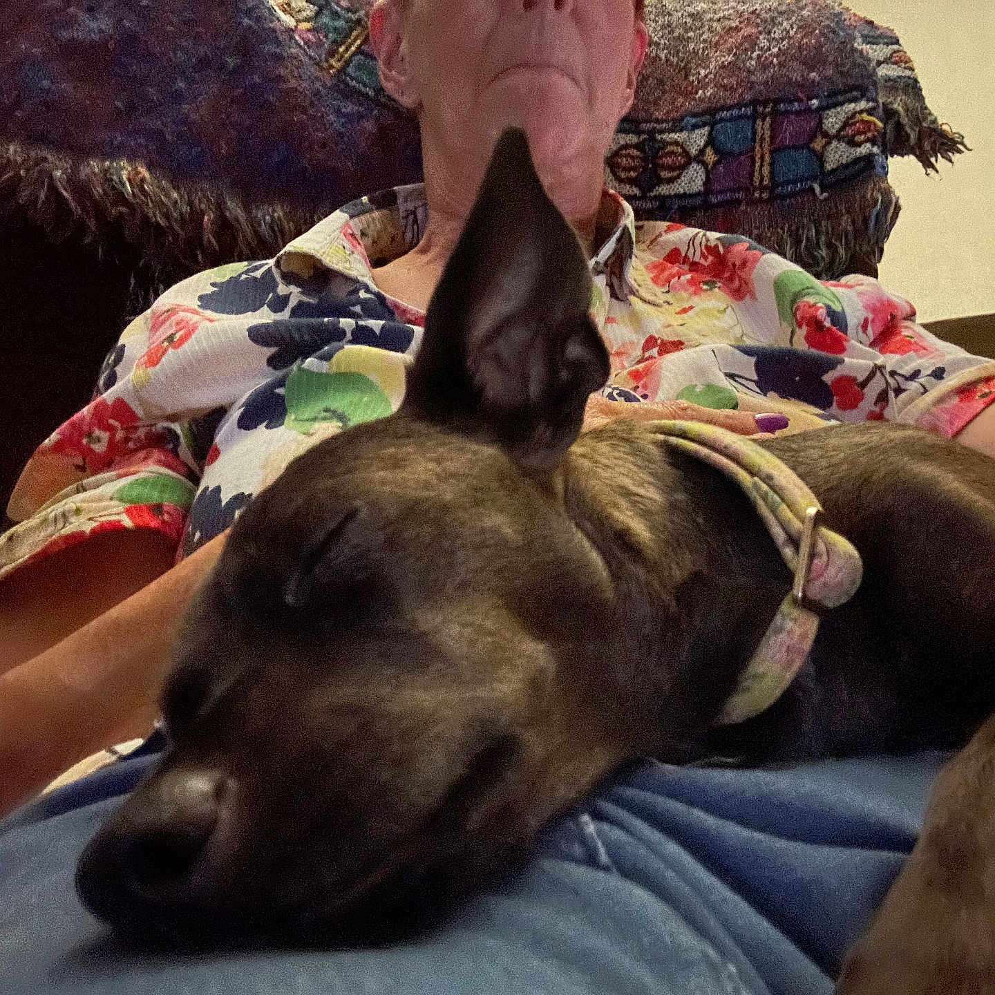 Molly is registered to the contest to win money with this photo: animal, blanket, calm, casual, closeup, collar, comfort, couch, dog, floral_shirt, home, human, indoor, lap, person, pet, relaxed, resting, seated, sleeping