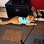 Tigger joined the competition — help win amazing prizes! cat, ginger_cat, clothing, blue_shirt, carpet, indoor, shoes, storage_box, cable, feline, pet, relaxed, floor, orange_cat, animal, domestic_cat, laying_down, tail, curious, household
