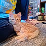 Tigger is registered to the contest to win money with this photo: cat, kitten, orange_tabby, person, pants, tshirt, tweety_bird, carpet, rug, indoor, furniture, storage_drawers, can, foot, hand, relaxing, cute, pet, animal, cozy