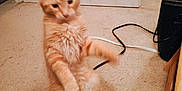 Tigger joined the competition — help win amazing prizes! cat, kitten, orange_tabby, standing, carpet, door, cable, tool, indoor, pet, fur, animal, furniture, playful, young, household, floor, curious, paw, room