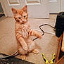 cat, kitten, orange_tabby, standing, carpet, door, cable, tool, indoor, pet, fur, animal, furniture, playful, young, household, floor, curious, paw, room