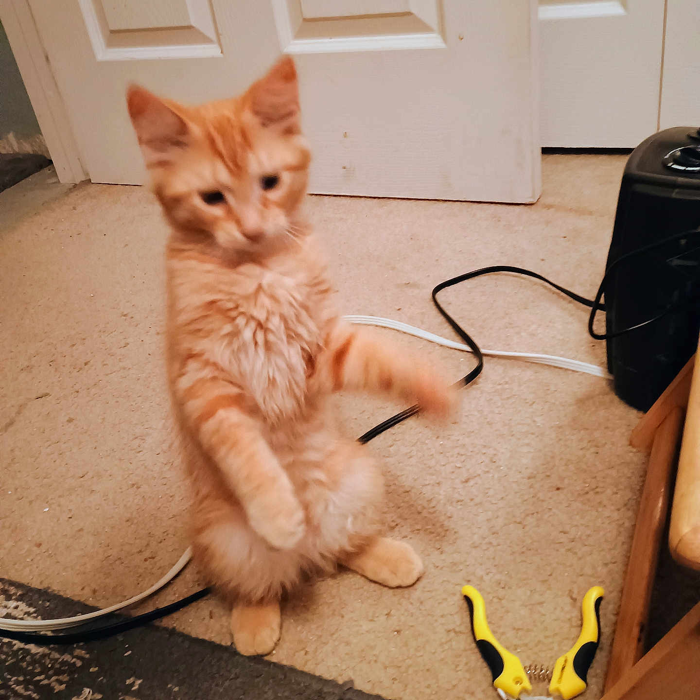 Tigger joined the competition — help win amazing prizes! animal, cable, carpet, cat, curious, door, floor, fur, furniture, household, indoor, kitten, orange_tabby, paw, pet, playful, room, standing, tool, young