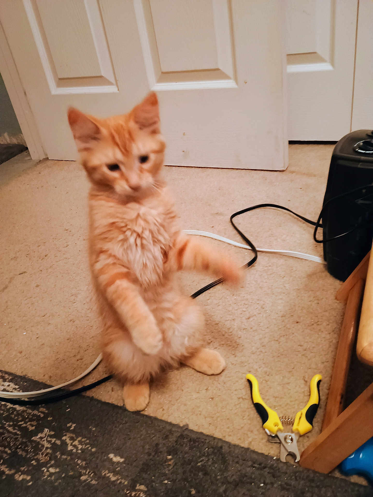 Tigger joined the competition — help win amazing prizes! cat, kitten, orange_tabby, standing, carpet, door, cable, tool, indoor, pet, fur, animal, furniture, playful, young, household, floor, curious, paw, room