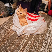 Tigger is registered to the contest to win money with this photo: cat, orange_tabby, plastic_bag, carpet, indoor, curious, pet, feline, household, trash_bin, container, floor, domestic, cute, whiskers, ears, fur, sitting, looking_away, cozy