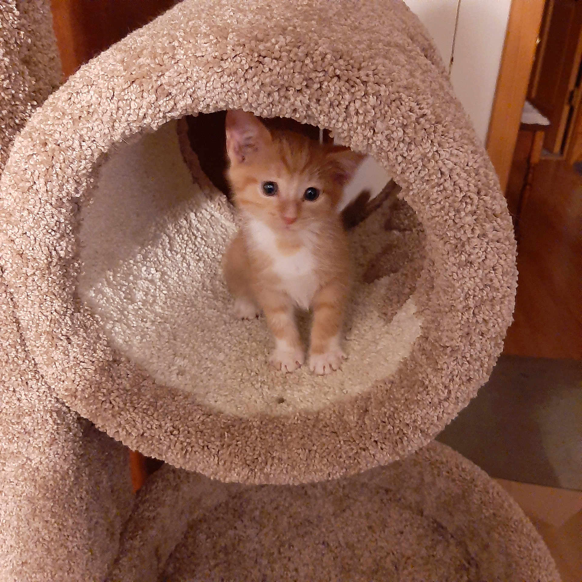 Jasper